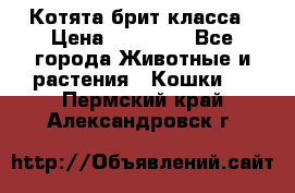 Котята брит класса › Цена ­ 20 000 - Все города Животные и растения » Кошки   . Пермский край,Александровск г.